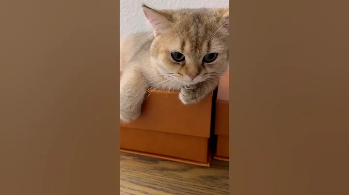 Video 11819071: british shorthair baby, cat
