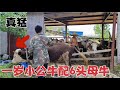 今天接到最大的一单生意 6头母牛同时蔓栏 看小公牛实力如何 今天接到最大的一单生意 6头母牛同时蔓栏 看小公牛实力如何