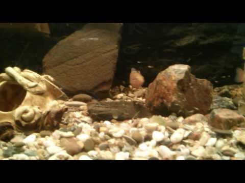 Хромис красавец. малёк.