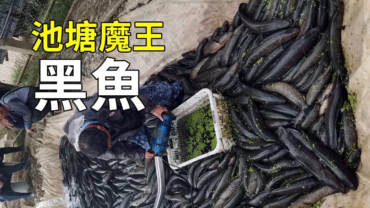 水中“殺手”黑魚，大開眼界的養殖過程