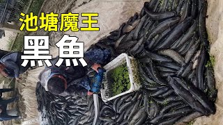 水中“殺手”黑魚大開眼界的養殖過程