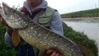 Szczupak Na Wobka 2012 Cr