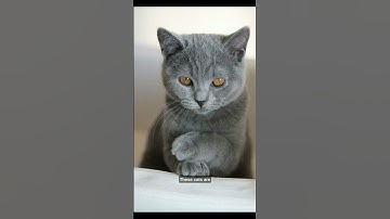 Today learn About " CHARTREUX CAN " (Don