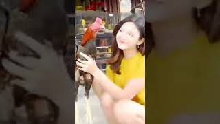 kumpulan cewek cantik pencinta Ayam jago