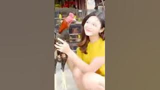 kumpulan cewek cantik pencinta Ayam jago