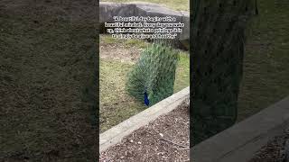 A beautiful peacock at Milwaukee County Zoo | Daily Quotes #milwaukeecountyzoo  #peacock  #quotes