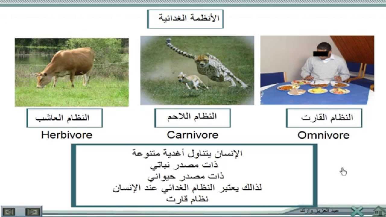 النظام الغدائي القارت : الإنسان