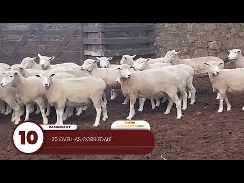 LOTE 10 - 25 OVELHAS CORRIEDALE