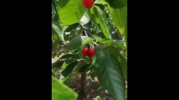 ECE6010 ASSESSMENT 1 VIDEO REFLECTION