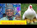 Fassarar Mafarkin Agwagwa Fassarar Mafarkin Agwagwa