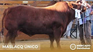 Vídeo: Reproductor toro Limangus Maslacq Único