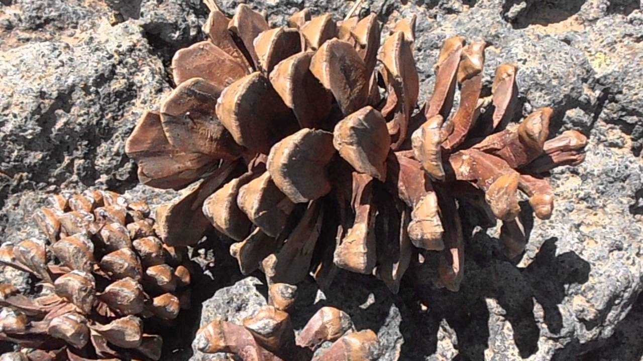 Piñas del PINO CANARIO: Pinus canariensis (www.riomoros.com) - YouTube