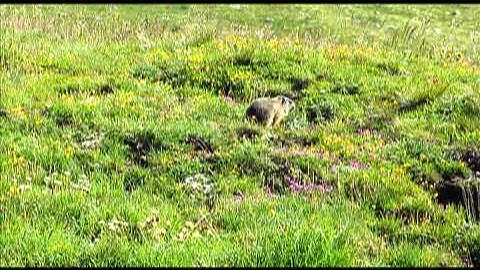 Hidden marmots in the Alps