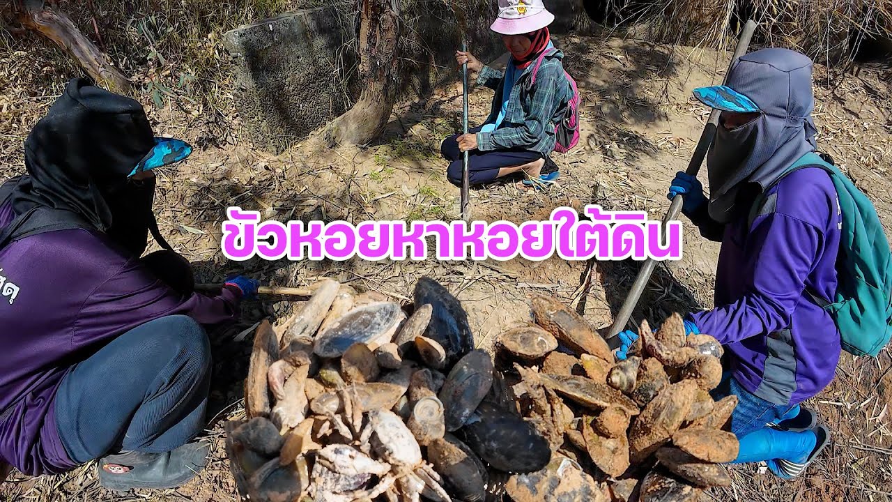 หากินง่ายๆแบบบ้านๆ ขัวหอยหาหอยใต้ดิน #หอยขัว #ขัวหอย