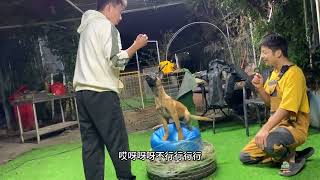这狗再练练都能走钢丝了！#生活 #宠物 #dog by 龙龙要努力 33 views 3 months ago 2 minutes, 57 seconds