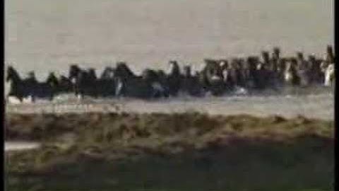 Netherlands Horse Rescue 2006 with names of rescue riders