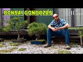 Bonsai Gondozás Alapjai Egy Japánban Élő Magyar Földművestől