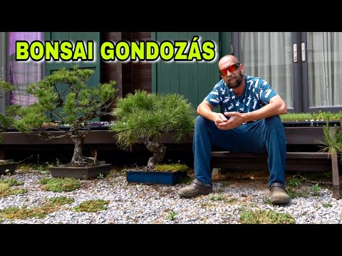 Videó: Hogyan szüretel egy bonsai fát?