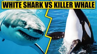 GREAT WHITE SHARK VS KILLER WHALE - Who is the real apex predator?