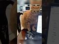 Catch the cat that wants to do bad things🤣😂👀 #funny #funnypets #pets #animals #cat #cats