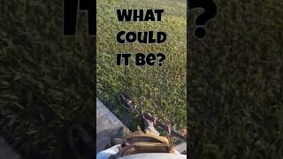 What Could It Be  #metaldetecting #live #treasure #treasurehunting #noktametaldetector #funny