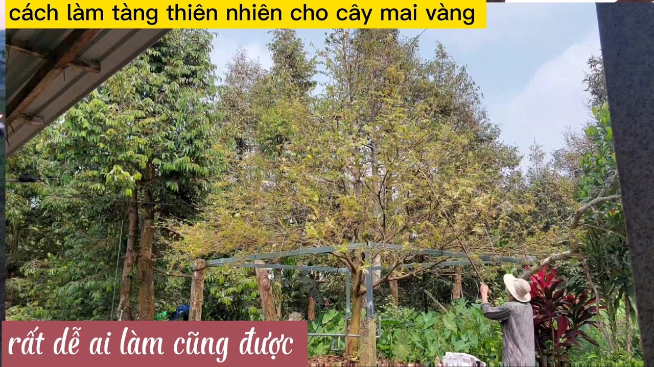 Cách làm tàng thiên nhiên cho cây mai vàng rất dễ ai làm cũng được