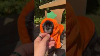 Famous First Person Sliding Puddin 😱❤️ Profile