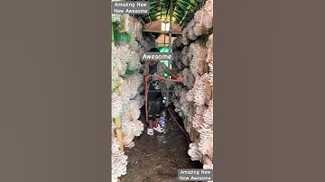 Mushroom production in China #mushroomfarming #mushroomgrowing #mushroomtypes #mushroom #farming