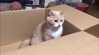 こむぎ＆だいずと段ボール箱とお兄ちゃん【猫日記こむぎ＆だいず】2020 01 15