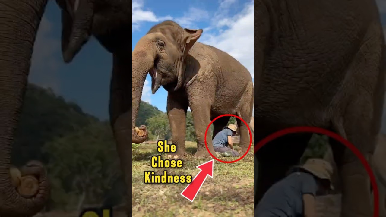 She Walked Over for One Unexpected Reason #shorts #elephants #animalempathy #wholesome