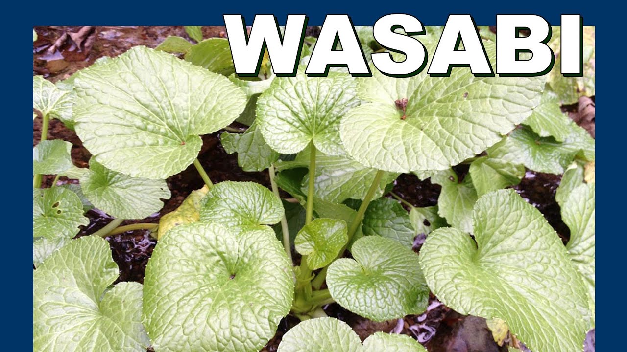 🍂 Abandoned wasabi farm - Abandoned Japan 放棄された日本わさび農場 - 日本の廃墟