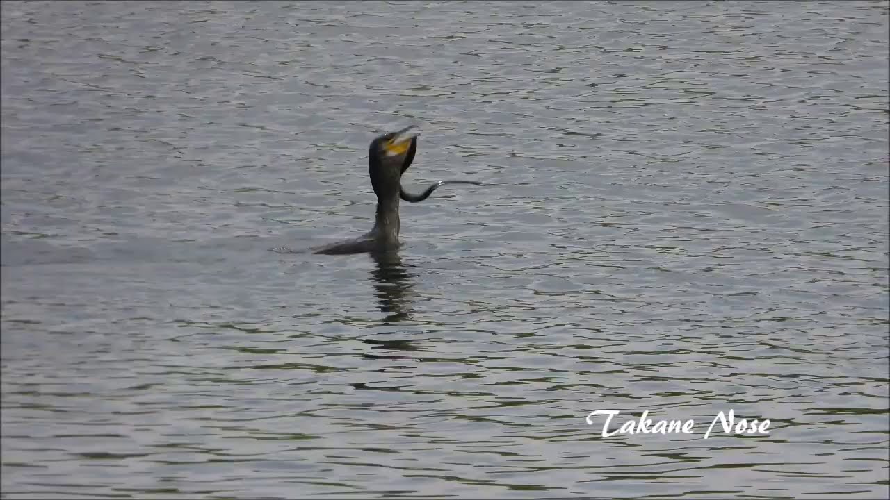 ヤツメウナギを食べるカワウ Youtube ヤツメウナギを食べるカワウ Youtube