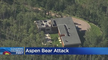 Bear Breaks Into Aspen Home, Attacks Man
