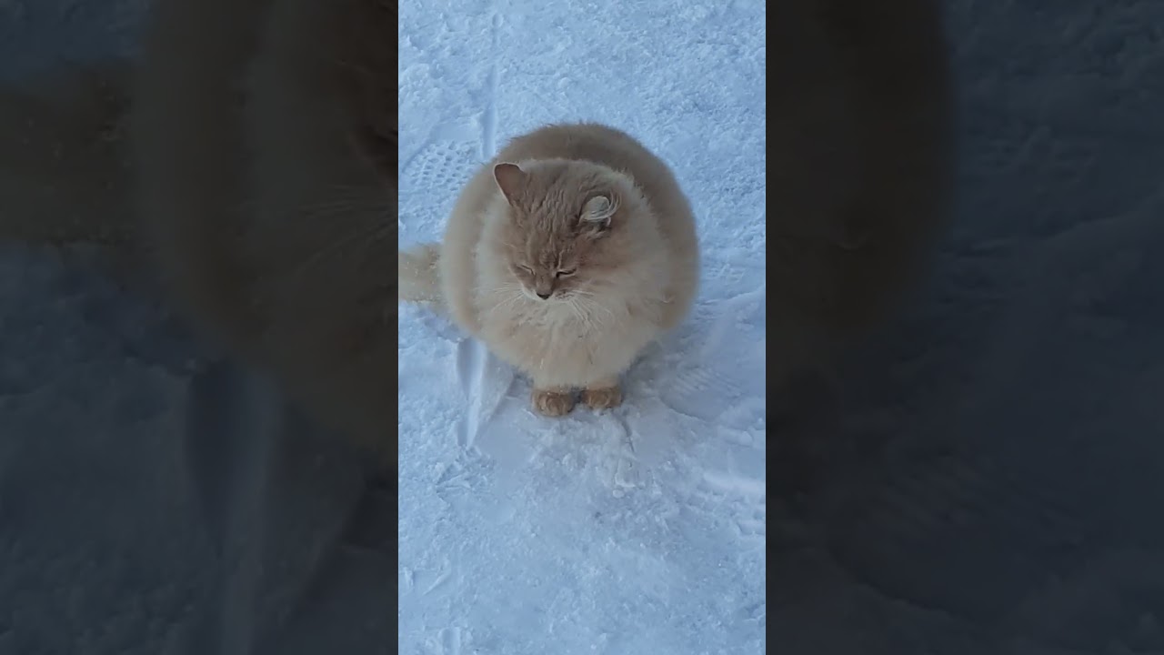 Кошка на прогулке 