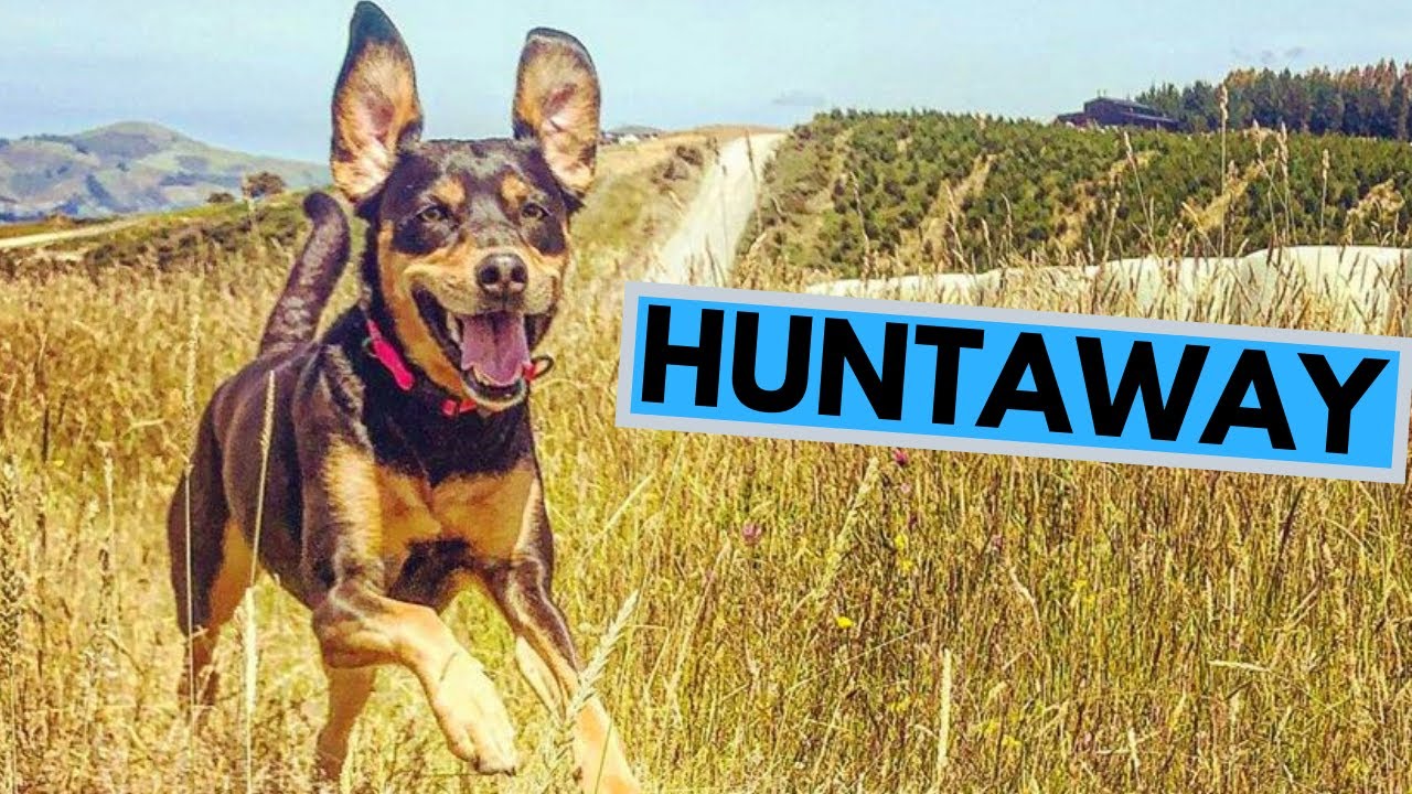 kelpie x huntaway puppies