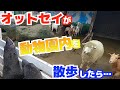 オットセイと園内を散歩したら動物達の反応が凄すぎたwww  Fur seal is walking in North Safari Sapporo