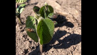 Evaluating Frost Damage in Early Planted Soybeans