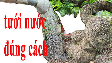SAI LẦM KHI TRỒNG BONSAI - NẾU TƯỚI NƯỚC CHO BONSAI KHÔNG ĐÚNG CÁCH