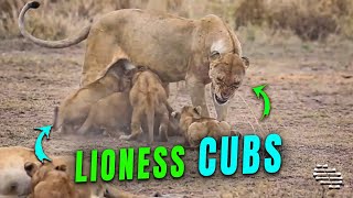 Snarling Lioness Suckling Five of the Pride’s Cubs
