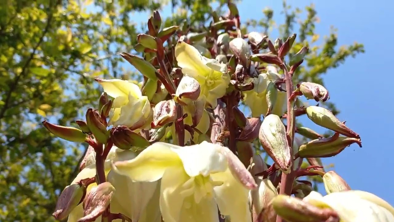 My Yucca is Blooming! How do the 2 Flower Spikes Grow