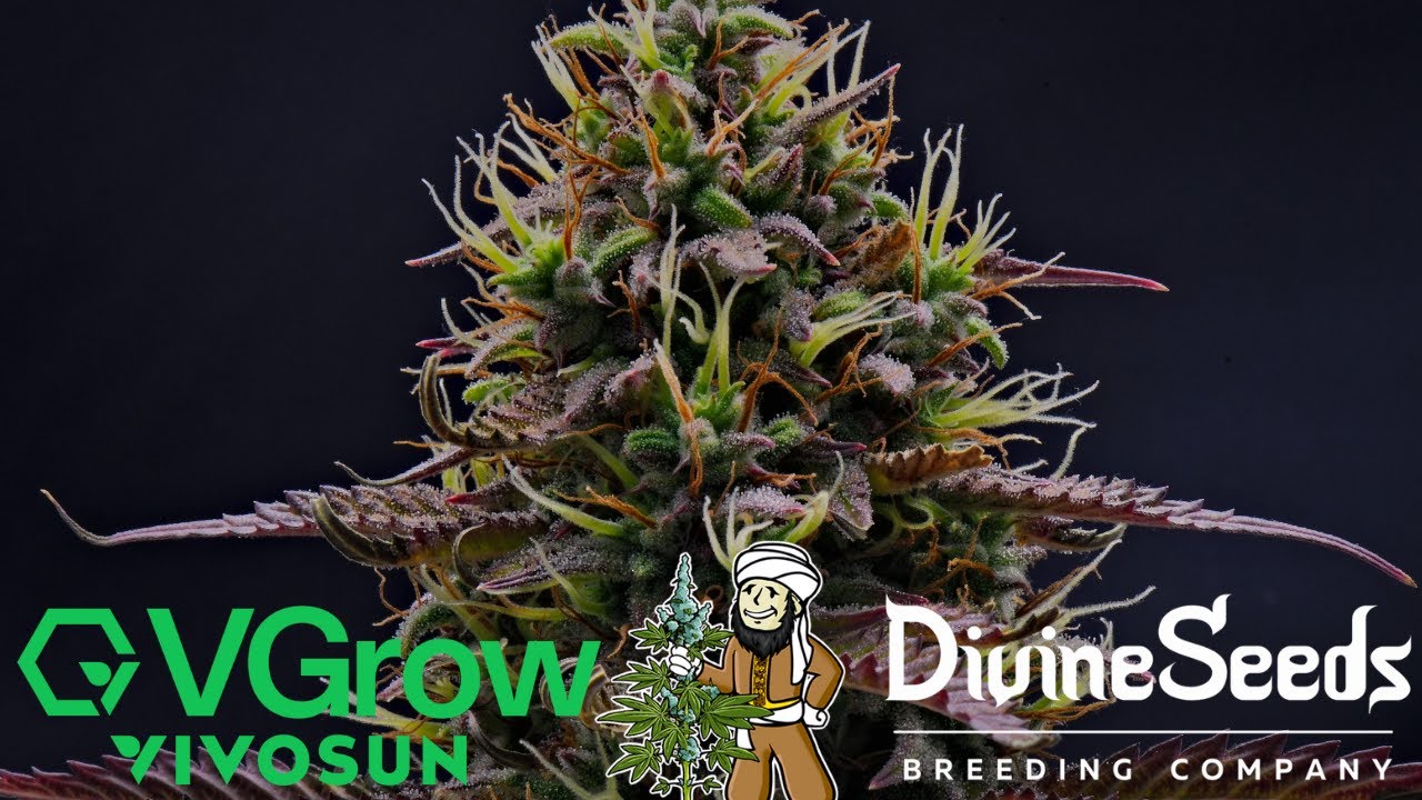 Auto Candy (VGrow) | Week 9 | Divine Seeds (Autoflower)