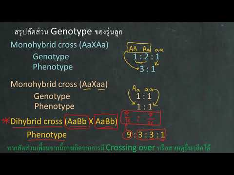 ชีววิทยา เฉลยข้อสอบPAT2 ปี 61 ข้อ 33 : monohybrid cross VS dihybrid cross