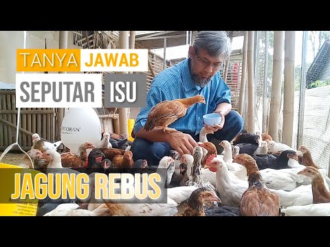 Jagung Yang Bagus Untuk Pakan Ayam