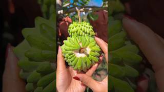 Enjoy Amazing Fruit Cutting Art