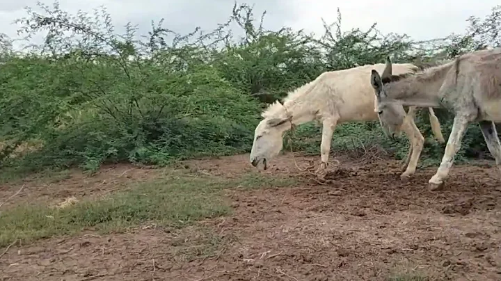 kohi Ваговози.Жеребець на Паpoвку.Привезли лошицю з Бачача.KohI Tepнопільщин,,April 27, 2024