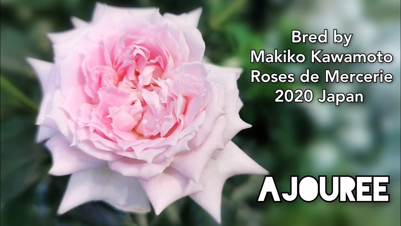 AJOURÉE ROSE plant by Makiko KAWAMOTO 2020 Japan Roses de Mercerie