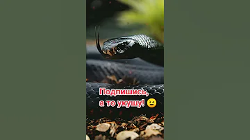 Почему змеи высовывают язык!