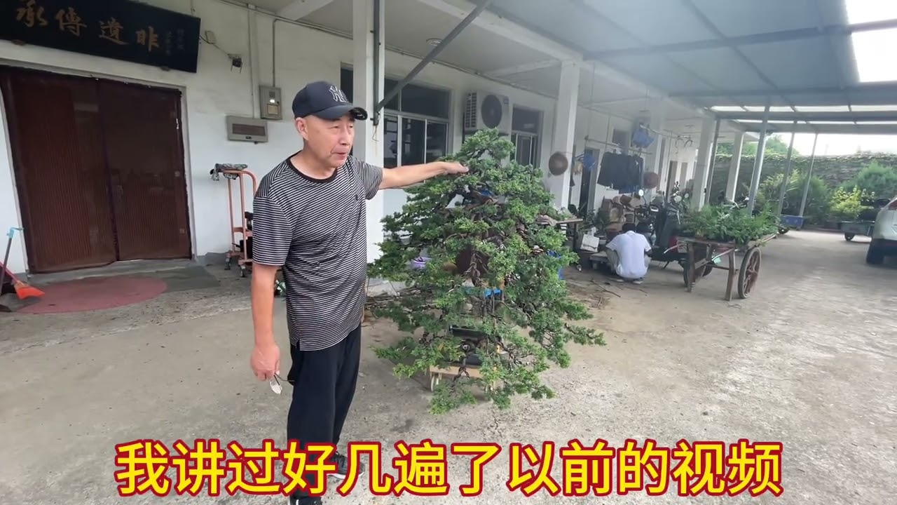 大型真柏初作。柏树改作与复整及操作后养护注意事项。#盆景 #真柏盆景 #庭院盆景