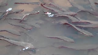 Download Lagu KEMUNCULAN KAWANAN ANAK IKAN TOMAN DI SAAT AIR SURUT  MP3