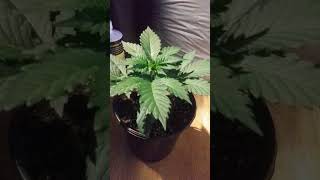 Update on Mainline Grow Afghan Fem Photo 16 Days Old #ilgm #Comanchecompost #foop